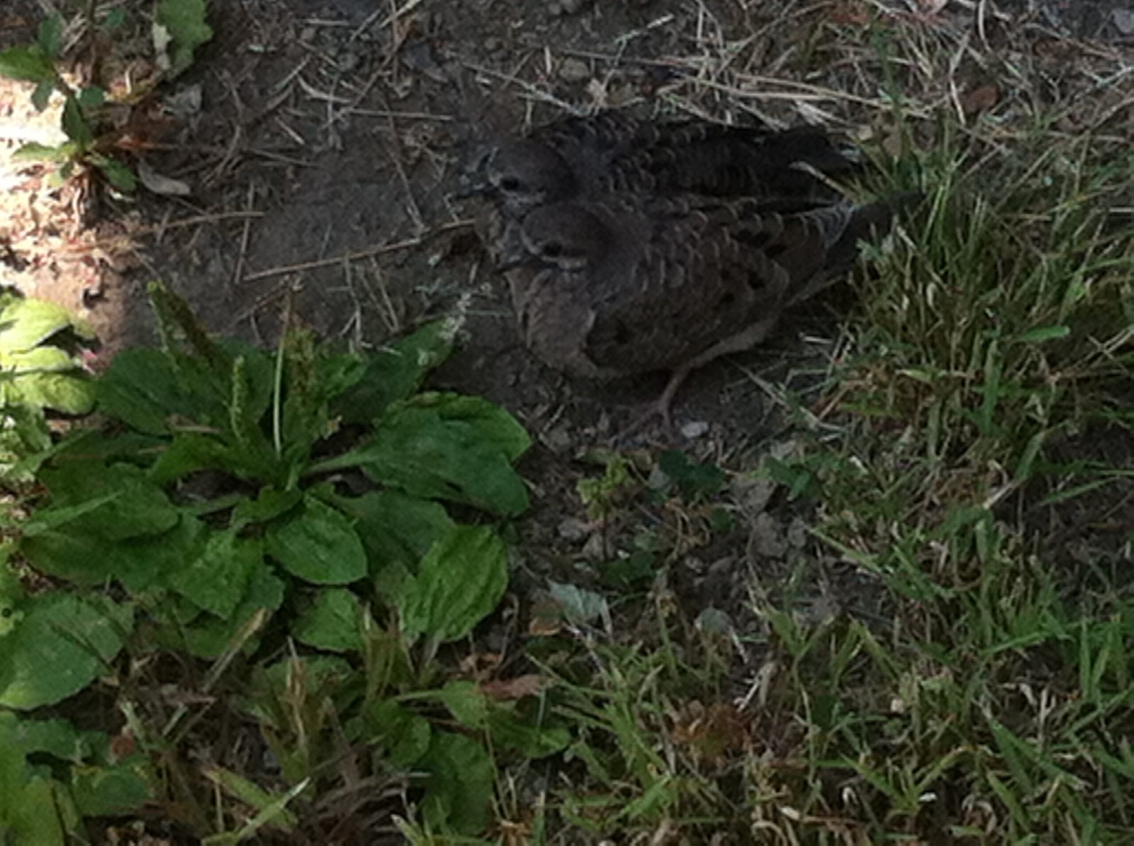 baby doves 01