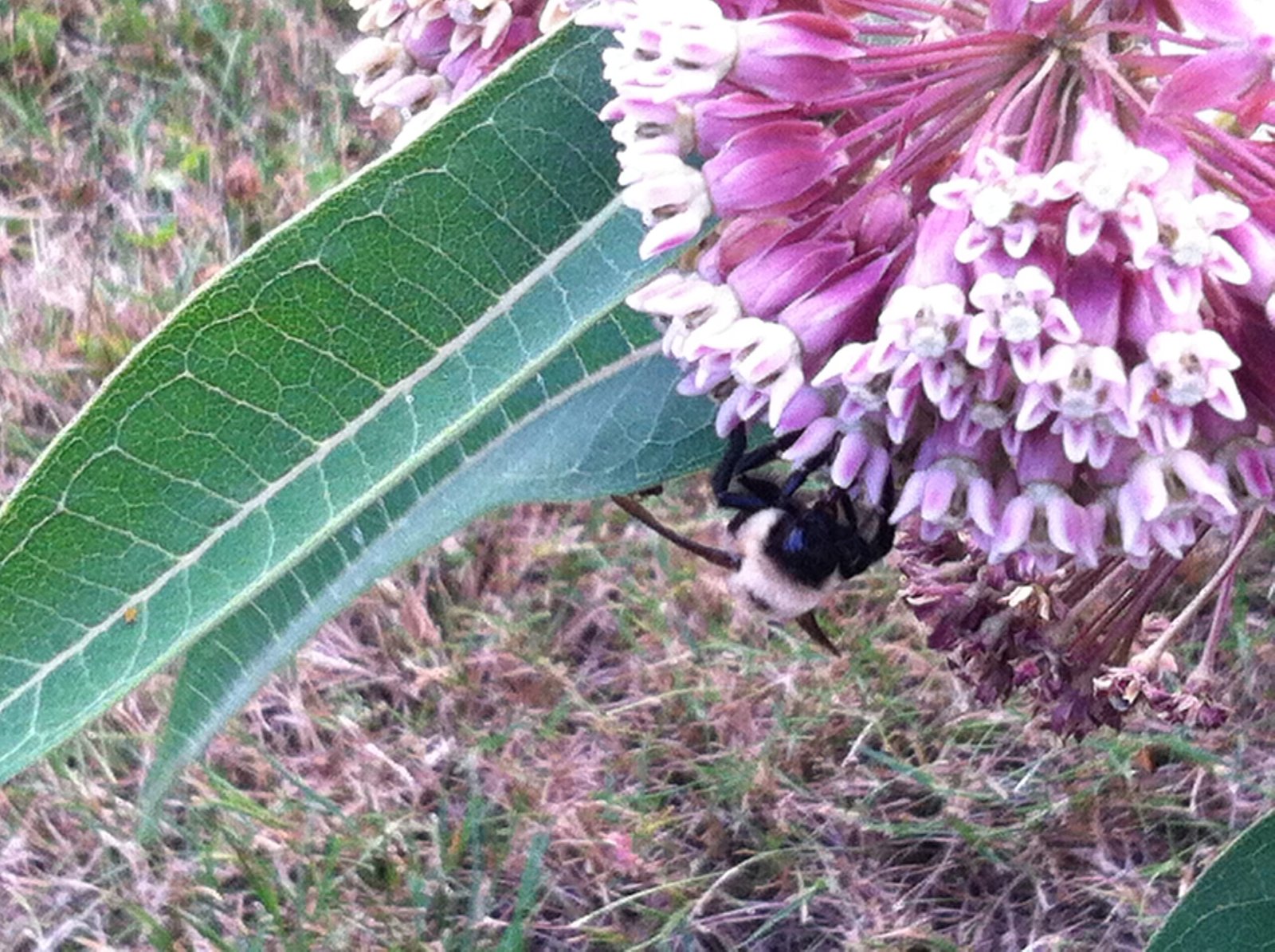 bee 01