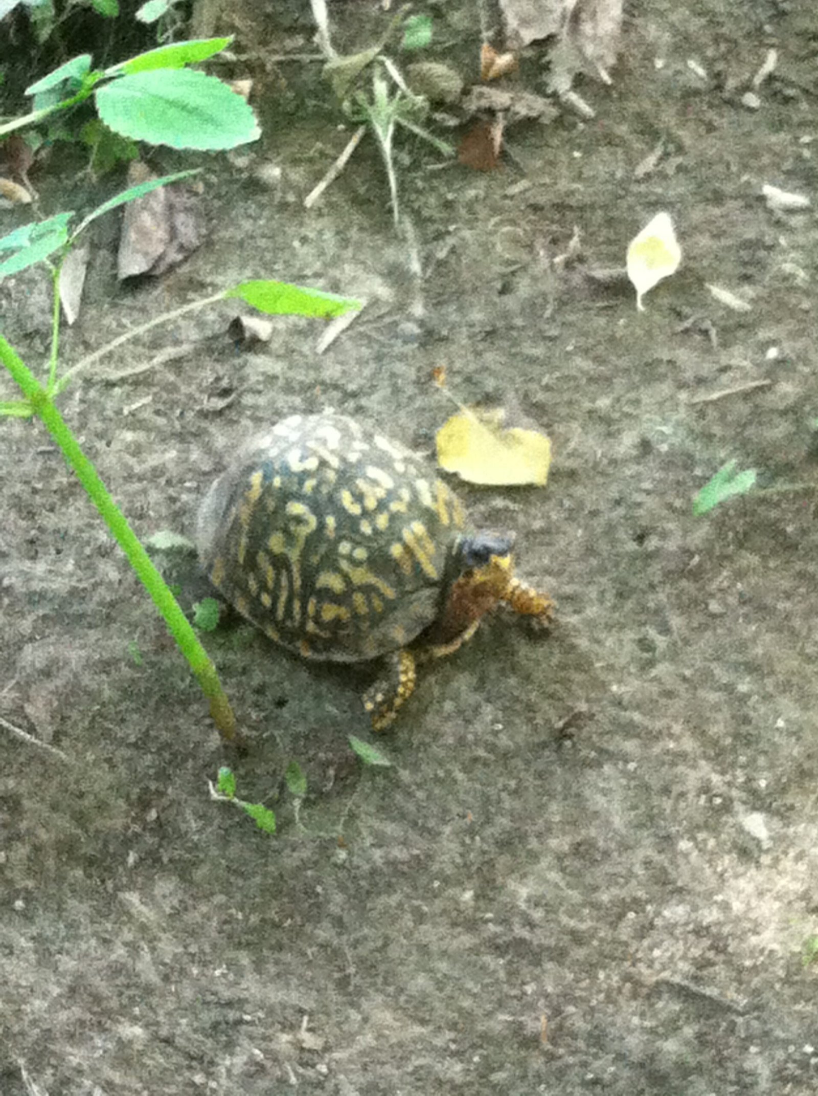 box turtle 03