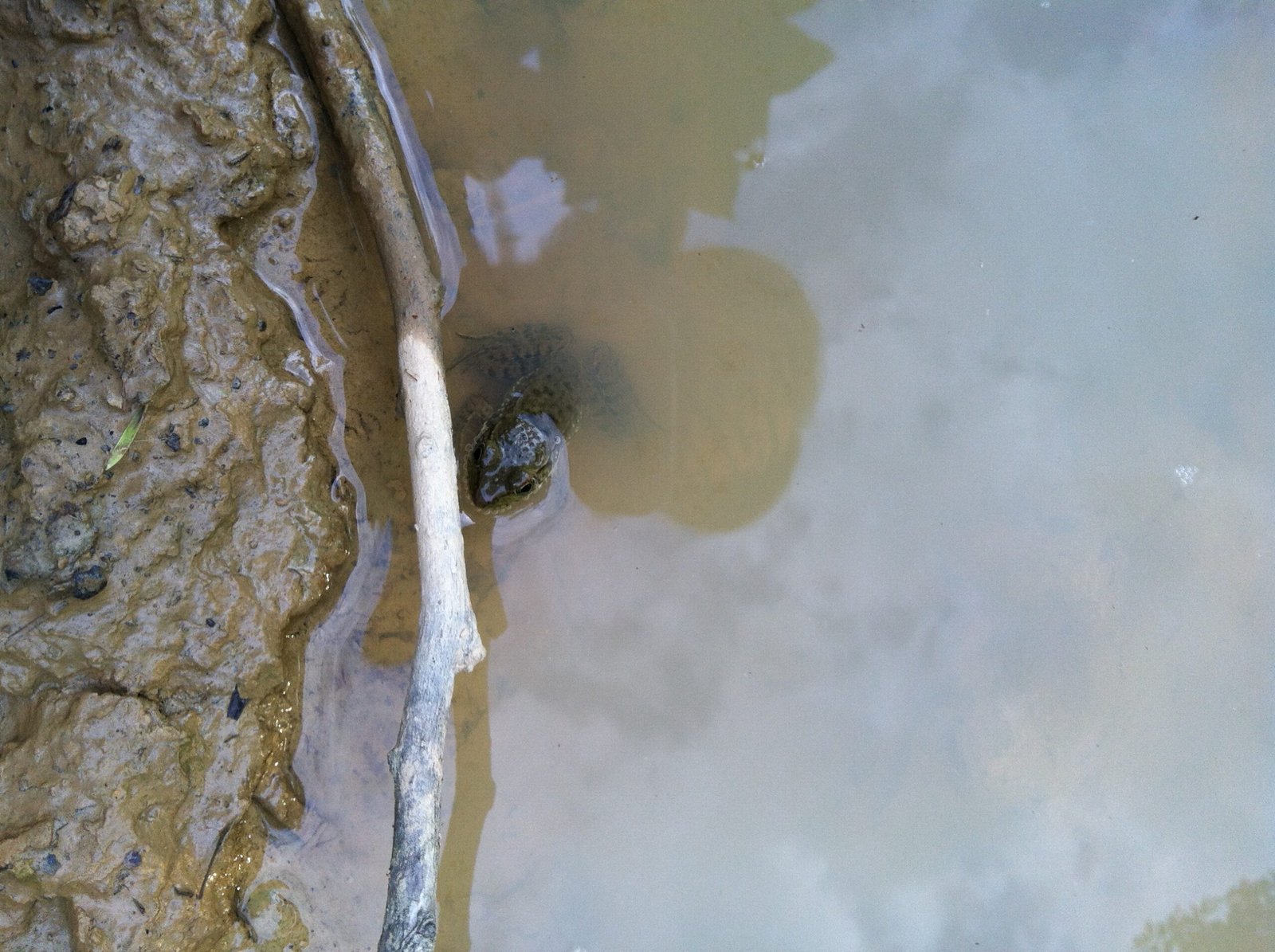 green frog 01