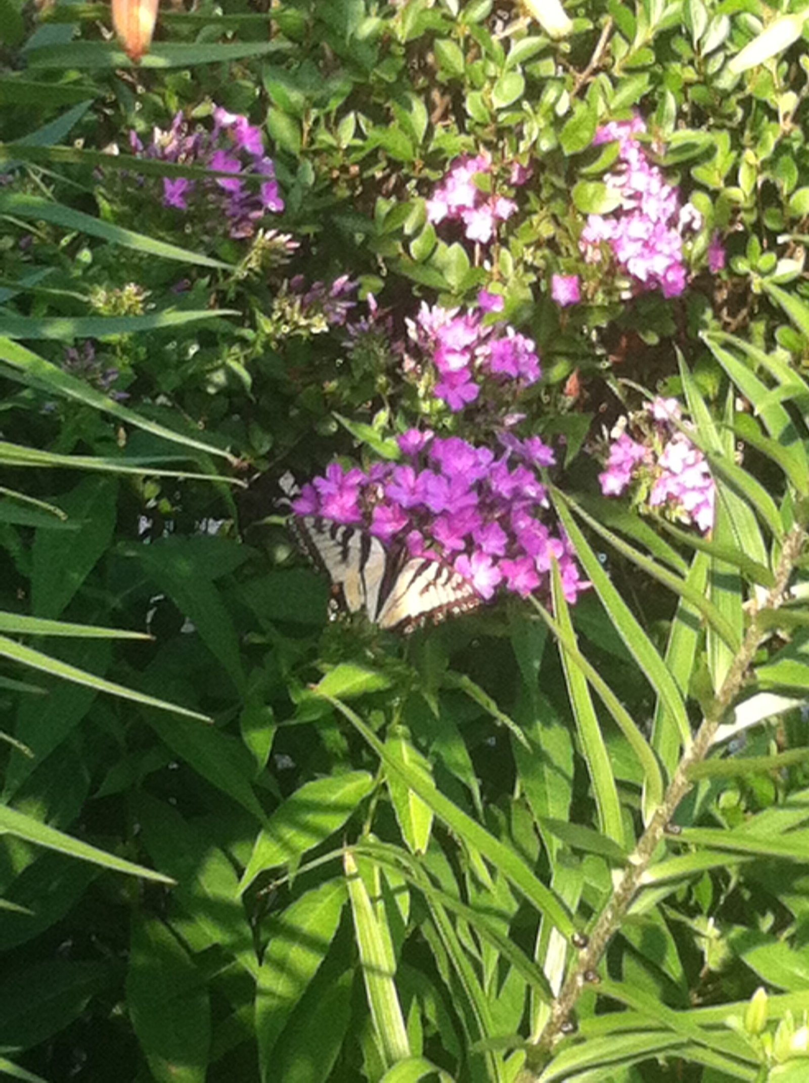 tiger swallowtail 01